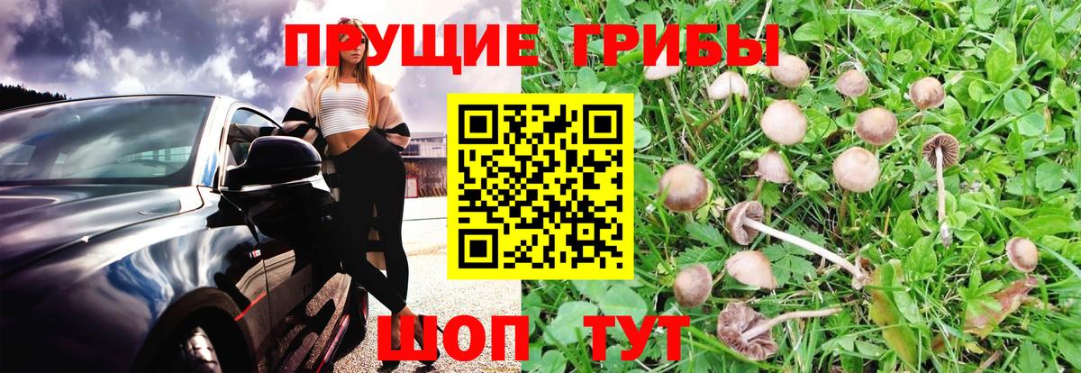 Псилоцибиновые грибы Psilocybe Фурманов